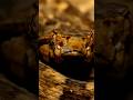 Snake Venom is Protein?