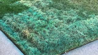 Lawn Repair  Tenacity Herbicide Bentgrass Removal