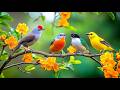 Birdsong Piano Instant Adrenal Reset For High Pressure Work