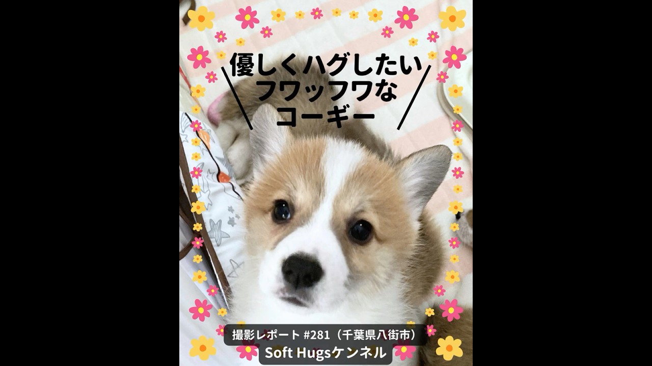 PICTWANカレンダー2027 ウェルシュ・コーギー【L判】