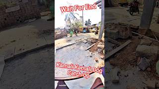 Aasame Boy Dog Catching Fail #dog #streetdogrescue #ytviral #pets #dogshorts #shorts #shortsfeed