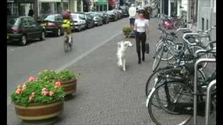 I See A Light By Hugo Van Haastert