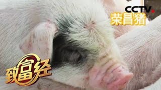 《致富经》六畜兴旺贺新春 变着花样巧来财 20190211 | CCTV农业