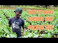 How To Make Your Sukuma Produce More Leaves Within A Week 