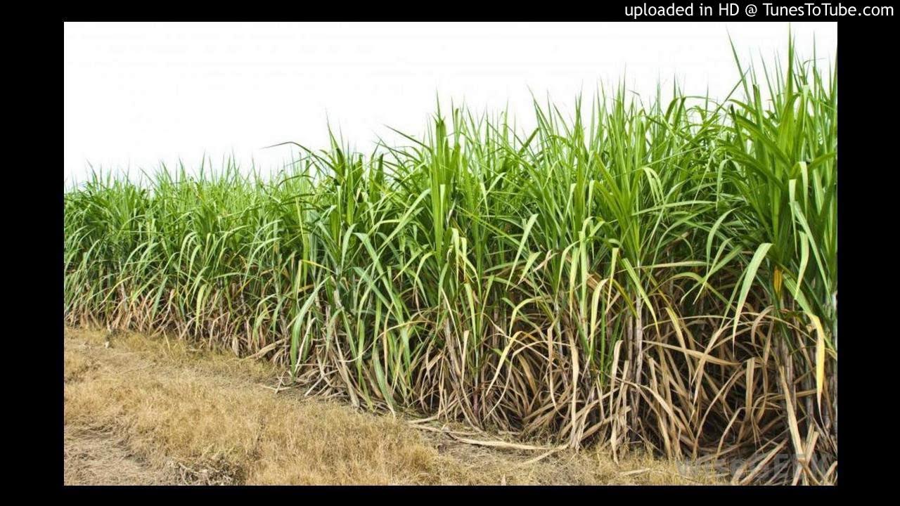 Строение озерного камыша. Сахарный тростник в индии. Тростник транскрипция. Тростник южный phragmites australis. Тростник транскрипция.