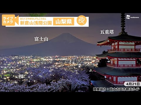🌸富士山x夜桜x五重塔ライブカメラ🌸山梨県富士吉田市「新倉山浅間公園（あらくらやませんげんこうえん）」　2025年4月21日(月)