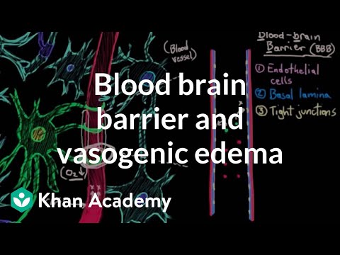 Blood brain barrier and vasogenic edema | Circulatory System and Disease | NCLEX-RN | Khan Academy