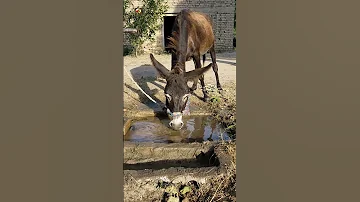 Donkey Sound 