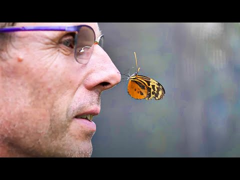 Vidéo: Le Papillon: Un guide de la propriété