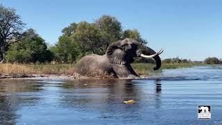 Jabu the elephant's boisterous swim | Living With Elephants Foundation | Botswana