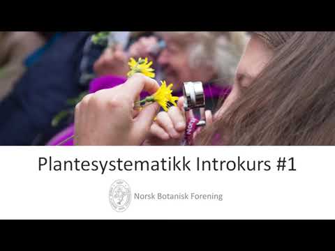 Video: Vegetativ Forplantning Av Løk