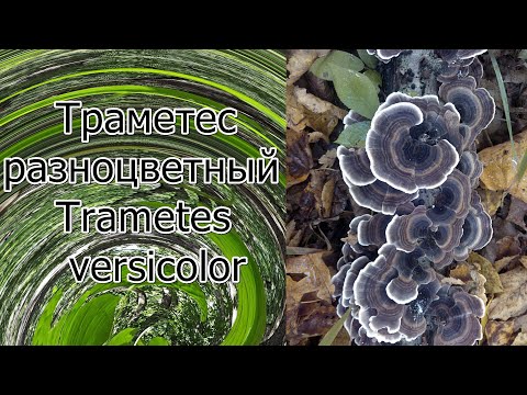 Траметес разноцветный Trametes versicolor Народная медицина Лечебный порошок на электромельнице.