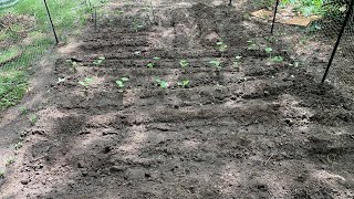 An Idiot Starts A Garden Week 4 Update