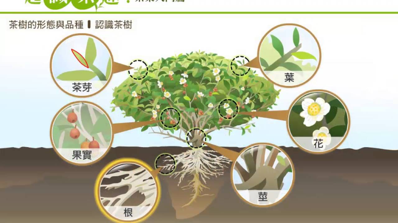 2 2認識茶樹