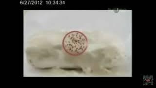 Iklan Dettol No-Touch 2012 (Special target to 300 Subscribers)