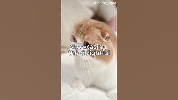 "Unlocking the Secret Language of Cats: The Adorable 