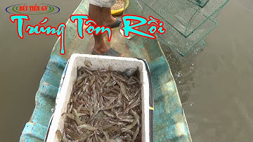 Kéo Lú Trúng Tôm Tôm Nhìn Mê Luôn