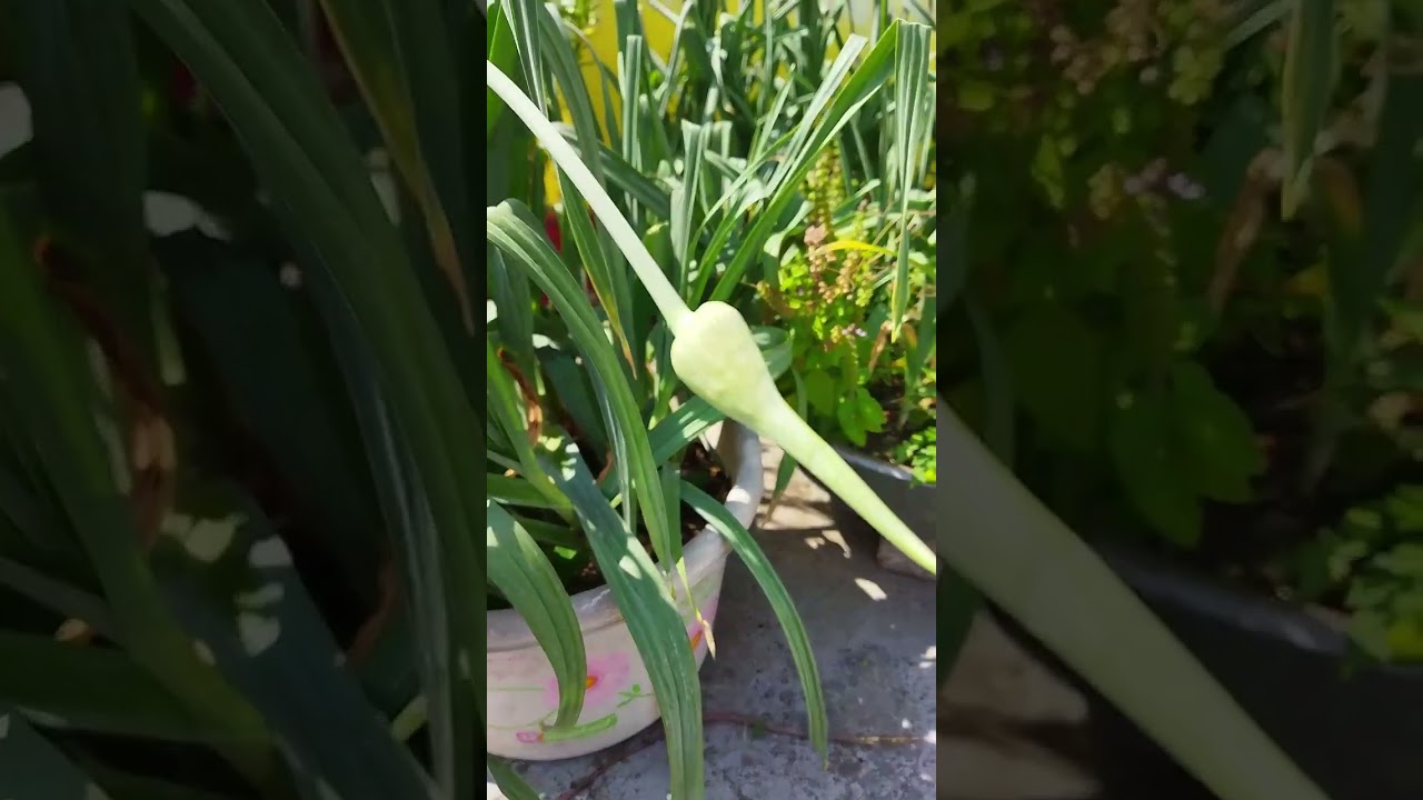 Elephant garlic scapes | Organic terrace gardening