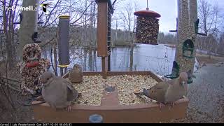 Mourning Doves Pose For Cam On The Cornell Feeders – Dec. 5, 2017