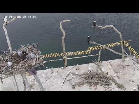 Port Lincoln Osprey Nest live cam preview