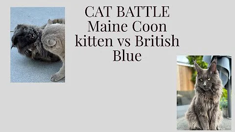 Video 4741711: maine coon british, blue maine coon kitten, cats play fighting, cat love