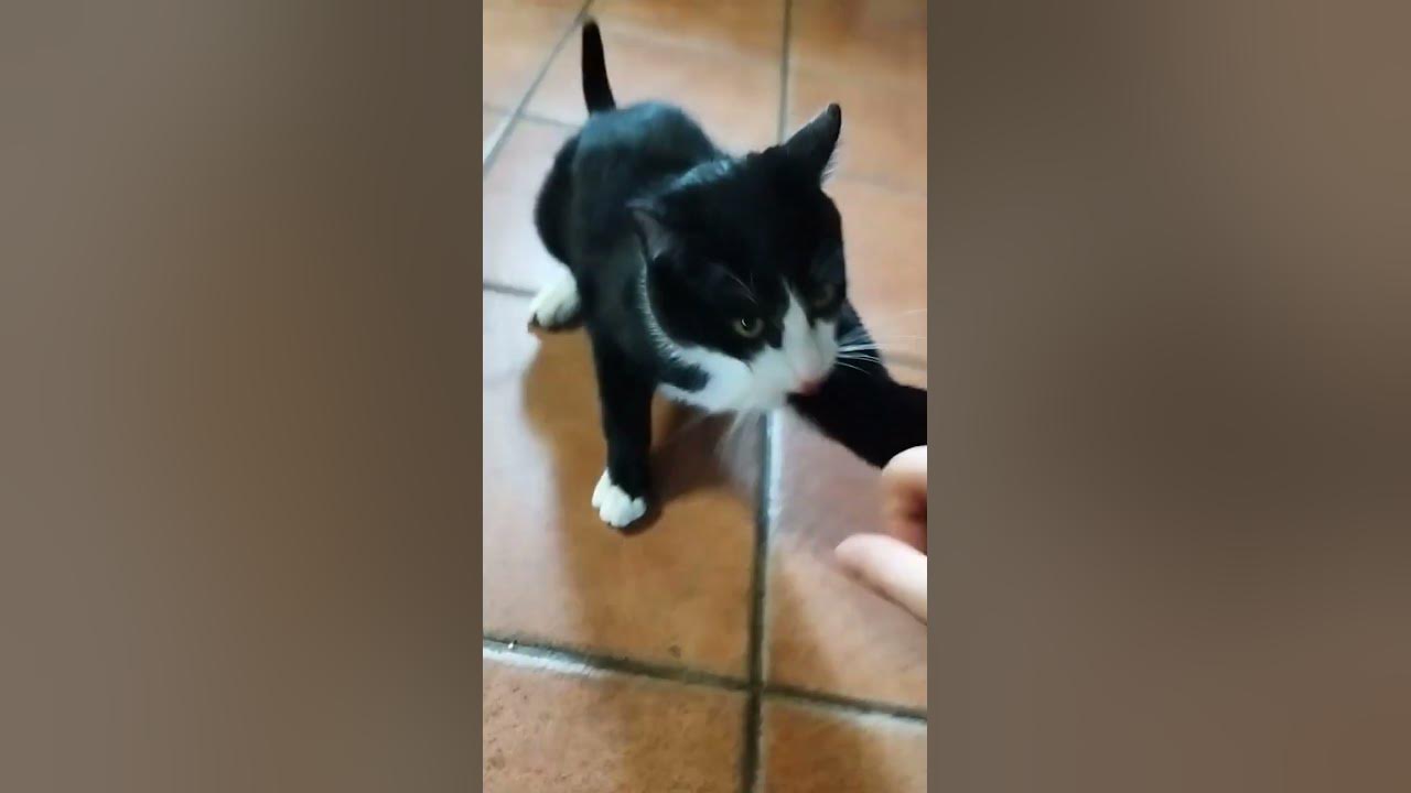 Дерзкий кот - YouTube