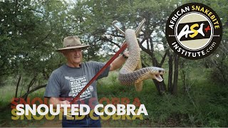 The Deadly Dozen - Snouted Cobra (Naja annulifera)
