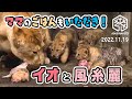 【旭山動物園】イオままのごはんもいただき！🍖食欲もりもり🐱フウ🐱レイ🐱イト (11/19) [Asahiyama Zoo] Fuu, Rei, Ito and Io.