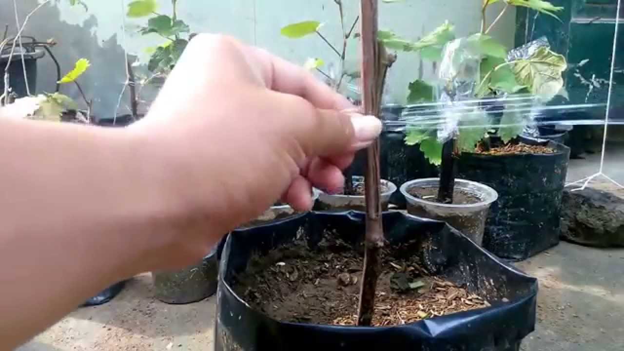grafting grape YouTube