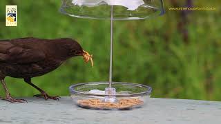 Live mealworms for garden birds