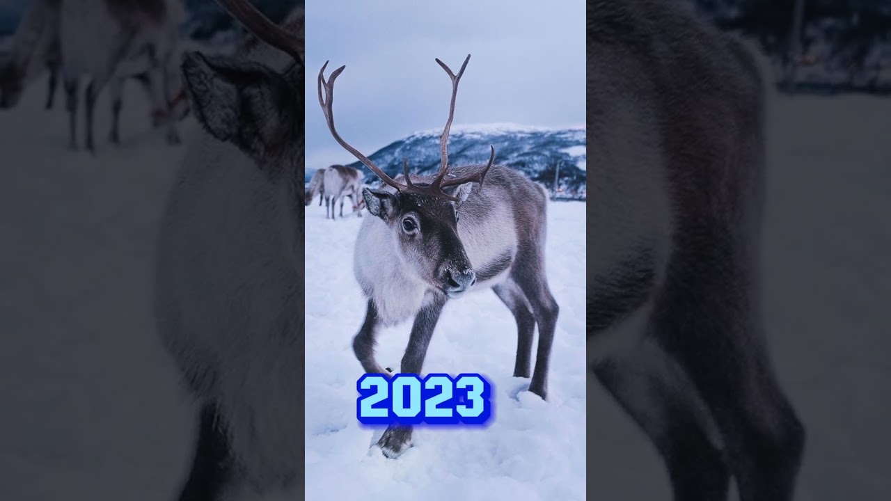 2023 Raindeer and 5000 Bce Raindeer || Mythical_MC || #foryou #edit #animal #viral #evolution