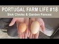 Our CHICKENS are SICK | Portugal Farm Life 2-18