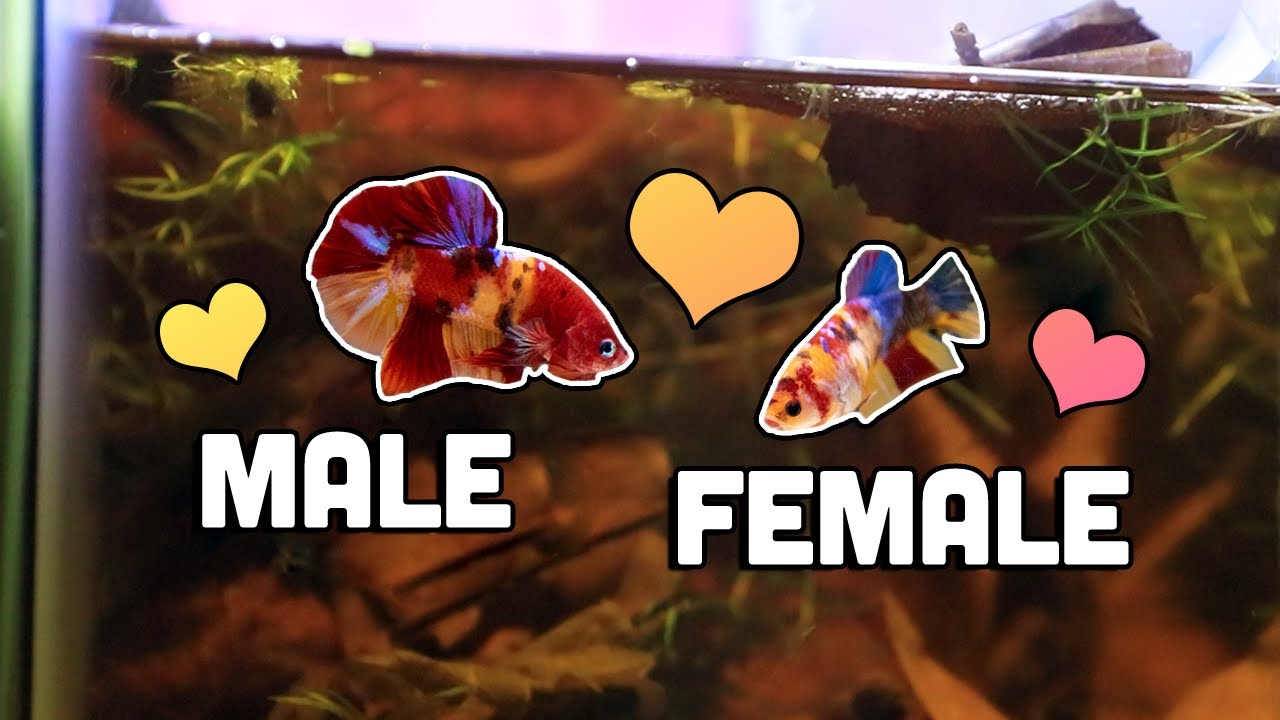 Betta Fish Courtship Phase ❤ Introducing the male and female bettas - YouTube