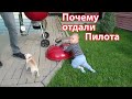 VLOG: Обновки в квартире / Почему отдали Пилота