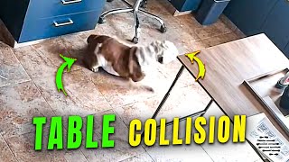 Startled Dog Hits the Table While Running Away