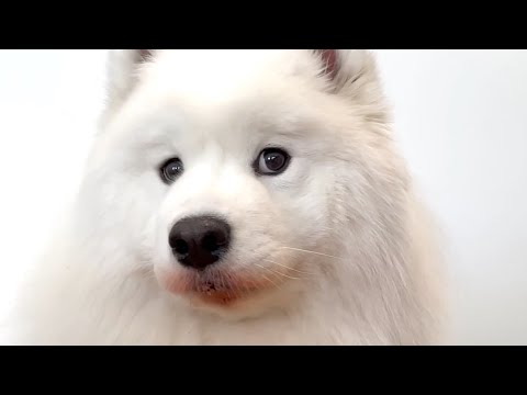 How do I get rid <strong>of</strong> <strong>this</strong> lipstick on my <strong>dog</strong>????