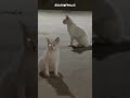 Fluffy baby kitten 🐱💓✨🫶🏻 #cat #pets #funny #animals #cuteanimals #cutecat #animalshorts #animal