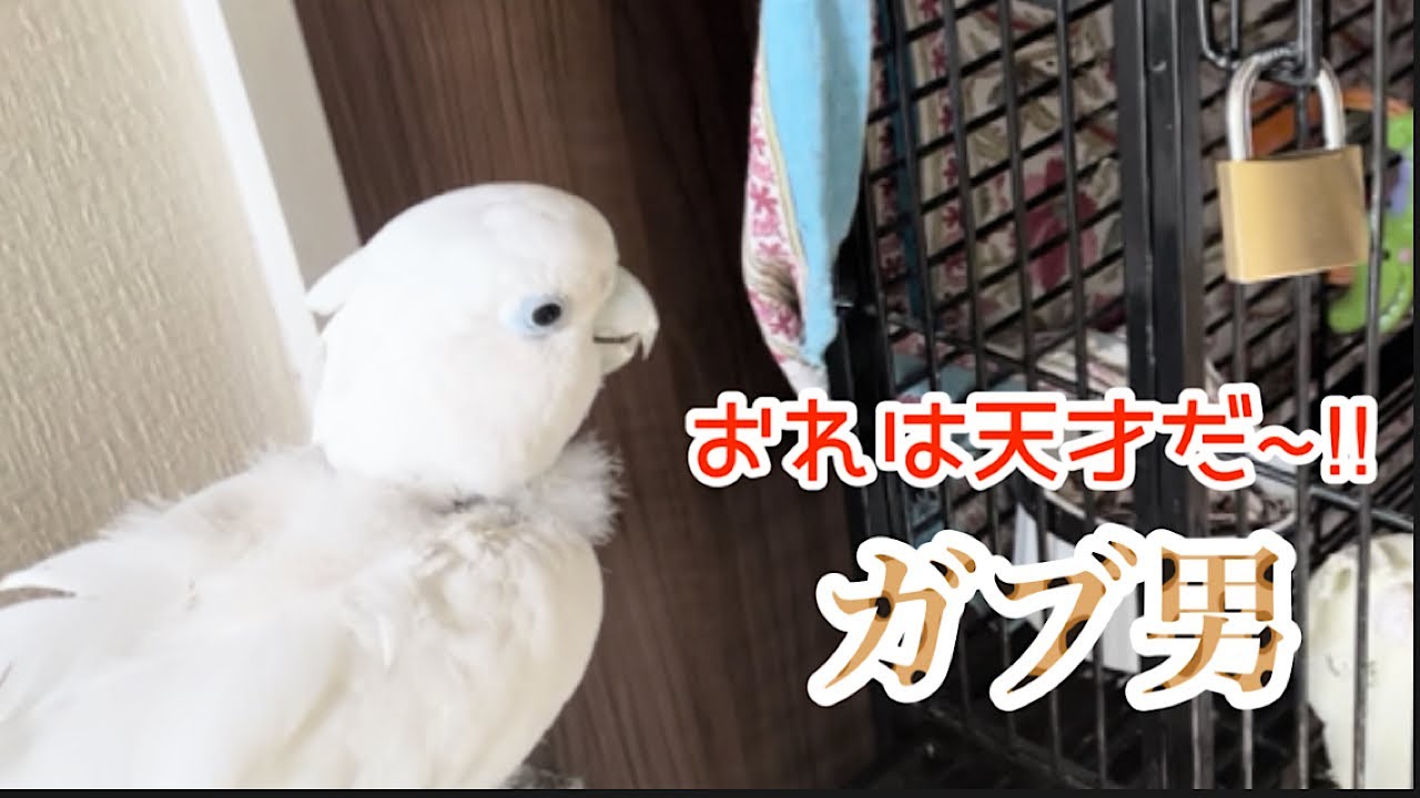 [ペローシスオカメ] おったまげだわー！？