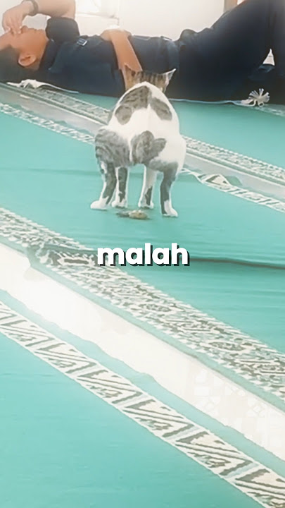 kenapa kucing suka buang kotoran sembarangan? #memes #catlover #cat #kucinglucu #kucing #shorts #fyp