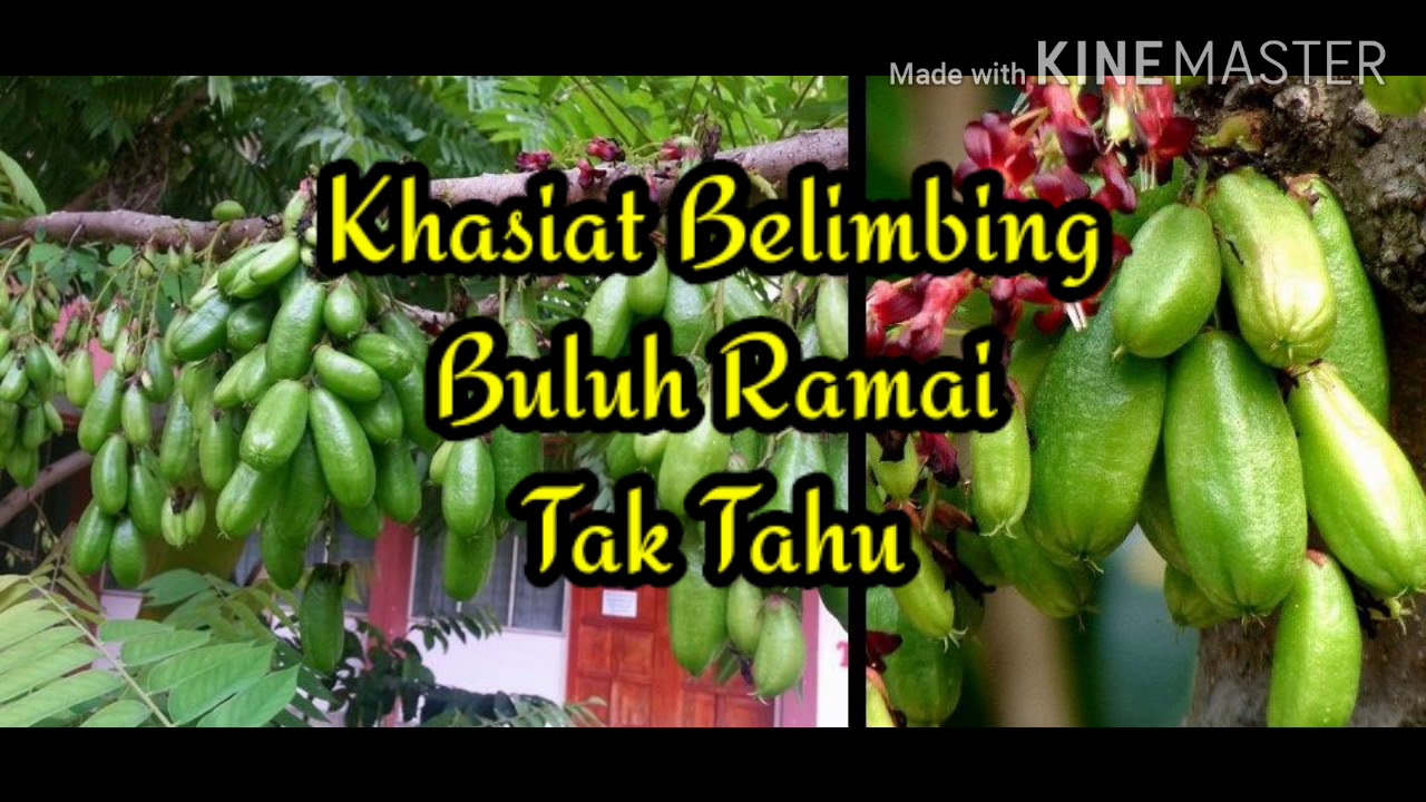 Khasiat Belimbing Buluh Ramai Tak Tahu Youtube