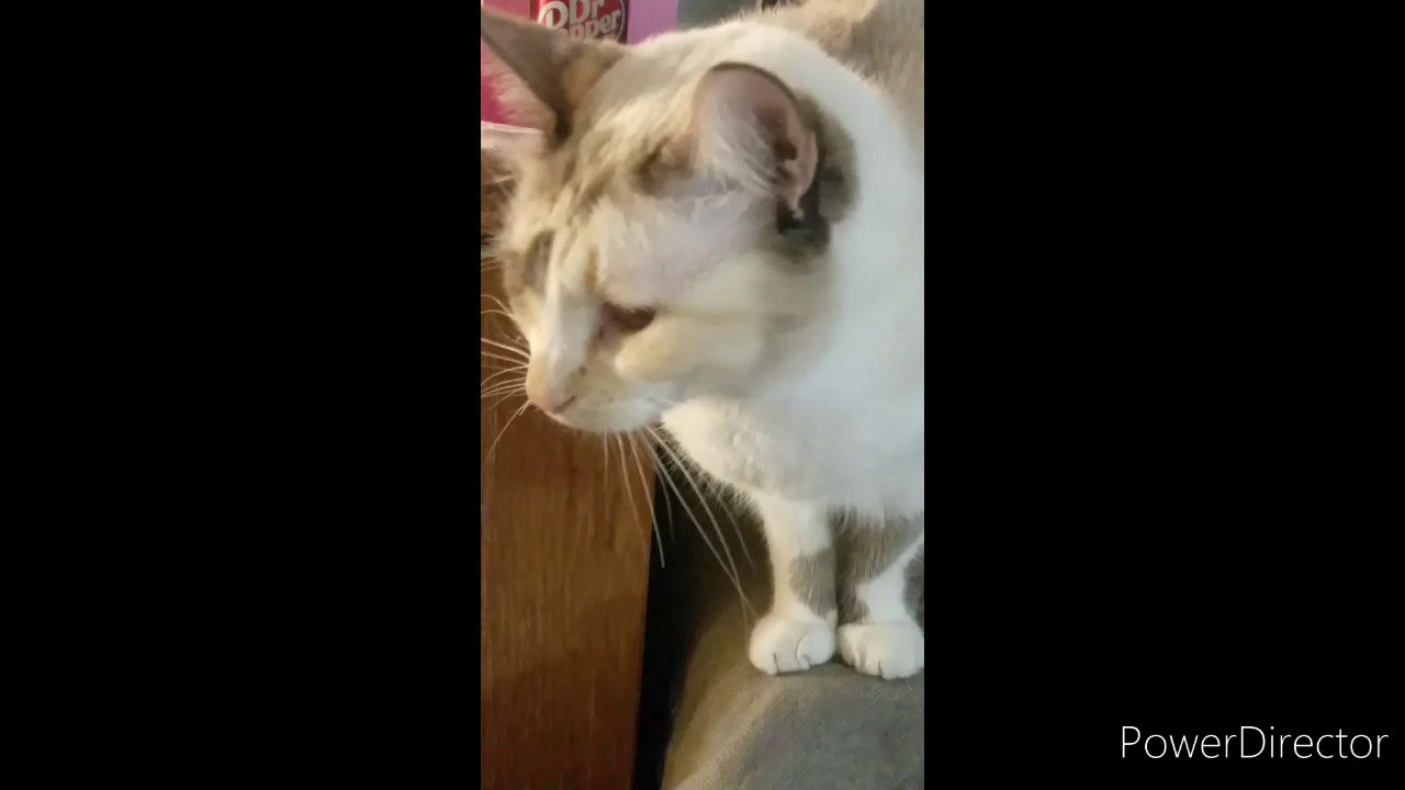 My cats now hate me (Read description) YouTube