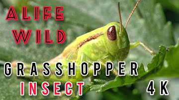 GRASSHOPPER  | ALIFE WILD | 4K