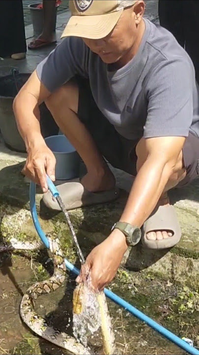 Geger ular digorong-gorong desa Bogoarum Plaosan.