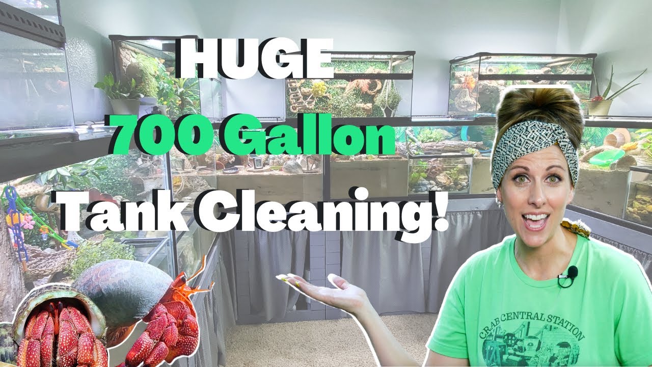 How To Clean Your Tank | Hermit Crab Care | By Crab Central Station