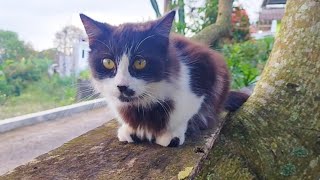 😸🐱CAT CUTE - PLAY WITH CAT -BILLI KARTI MEOW MEOW- kitten funniest - Animal Funny- VS 001 by ANIMALS 22 287 views 2 weeks ago 3 minutes, 11 seconds