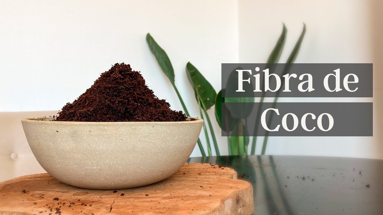 𝐅𝐢𝐛𝐫𝐚 𝐝𝐞 𝐜𝐨𝐜𝐨 🥥✨⁣⁠ // 𝐓𝐨𝐝𝐨 𝐬𝐨𝐛𝐫𝐞 𝐒𝐔𝐒𝐓𝐑𝐀𝐓𝐎𝐒 🌿✨