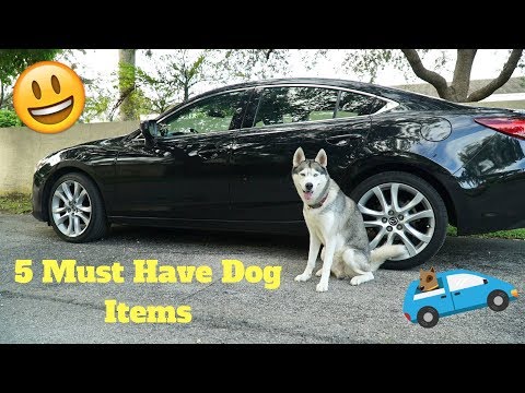 5-dog-items-to-have-when-driving-with-your-dog!