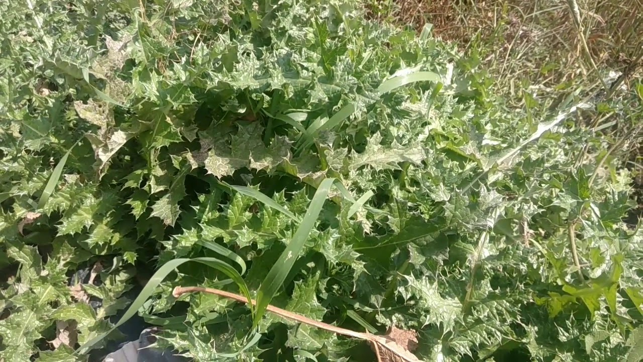 Гангал растение в азербайджане Гангал растение в азербайджане