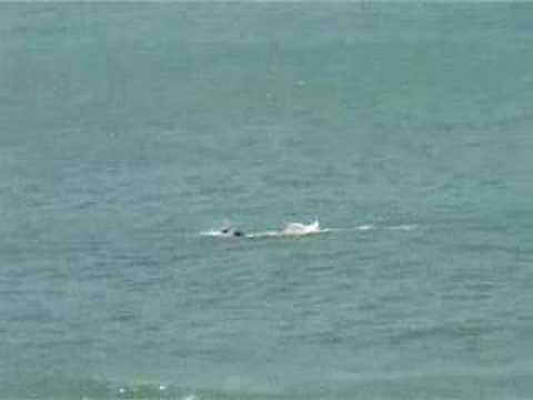 2008 Lorne Pier to Pub Swim