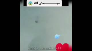 الحمد لله  سبحان الله  لا اله الا الله   الله اكبر